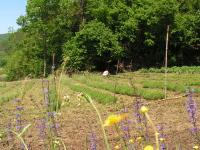 Agricoltura Biologica L'Ostal 